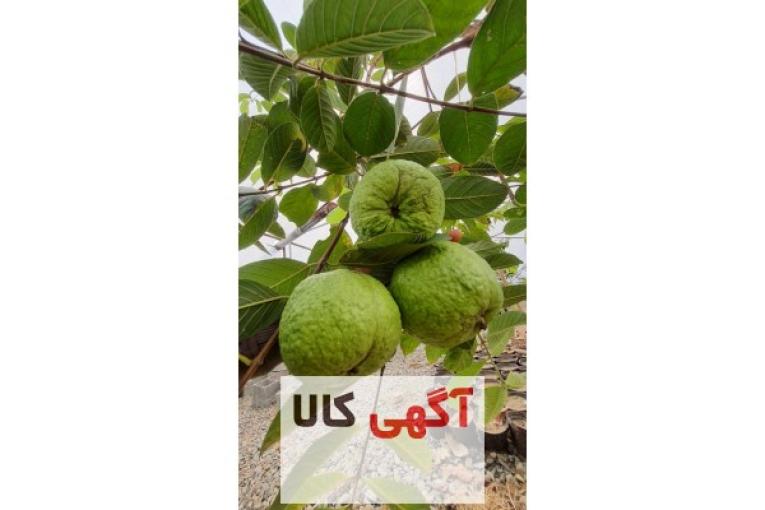 حراج نهال گواوا کینگ یا زیتون محلی جنوب واریته سلطنتی