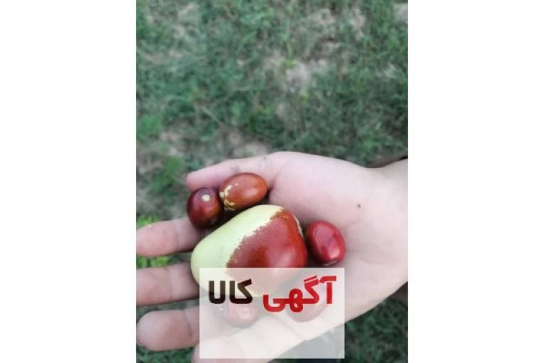 نهال عناب گلابی اوکراینی اورجینال