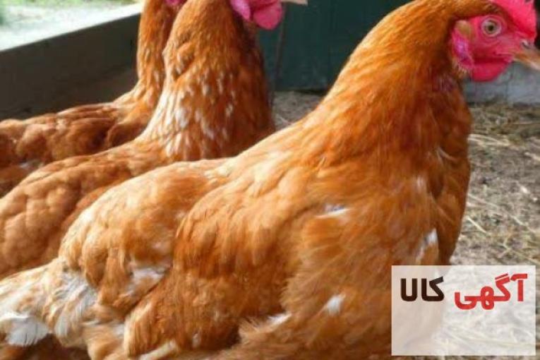 فروش مرغ بومی تخمگذار اصلاح نژاد شده یکروزه