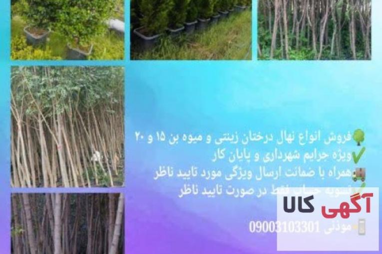 فروش خرد و عمده نهال مثمر و غیر مثمر بن 15 