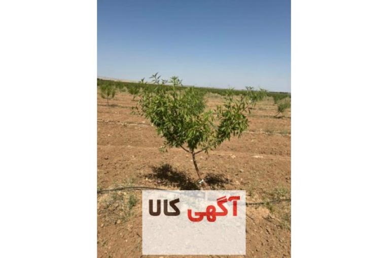 فروش باغات چهارهزارمتری مجتمع باغچه ای مزرعه بادام چسکین