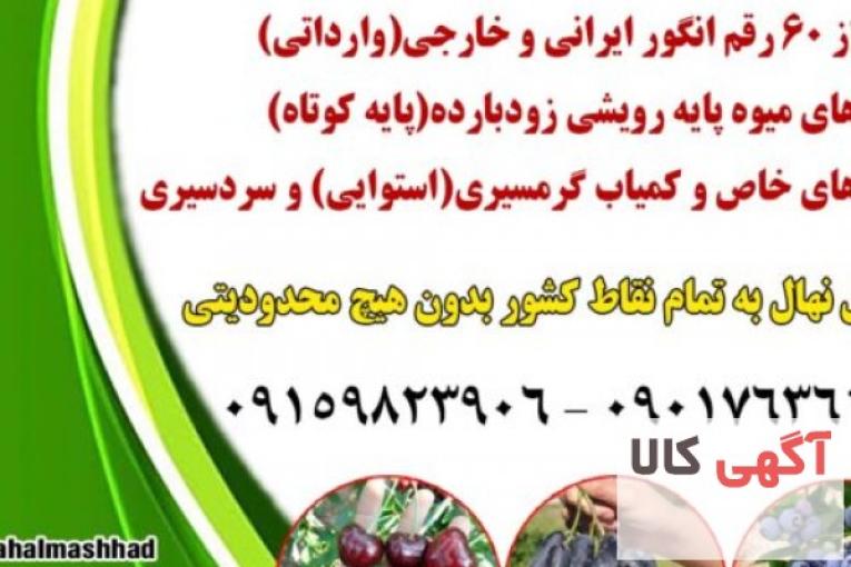 خرید نهال میوه اصلاح شده