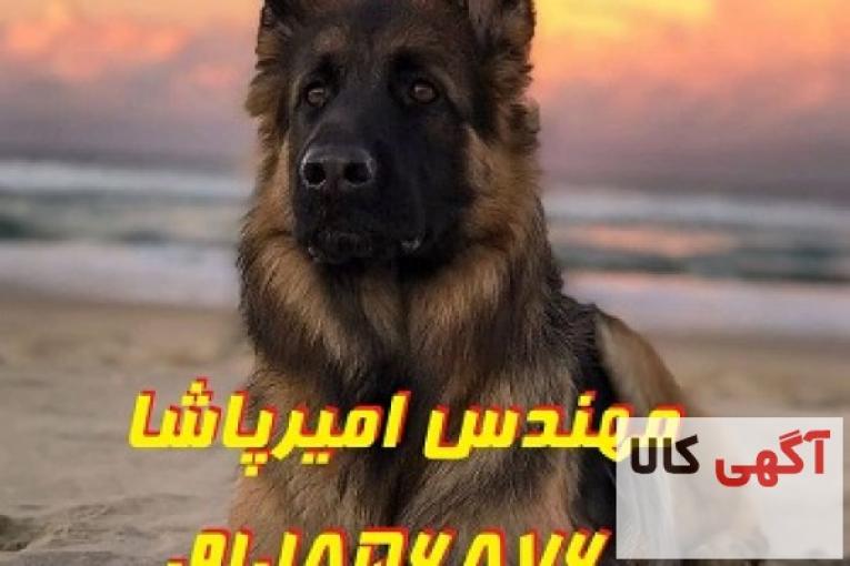 مرکز پرورش و فروش سگ‌های نژاد اصیل - باشگاه سگ‌های نگهبان امیرپاشا 