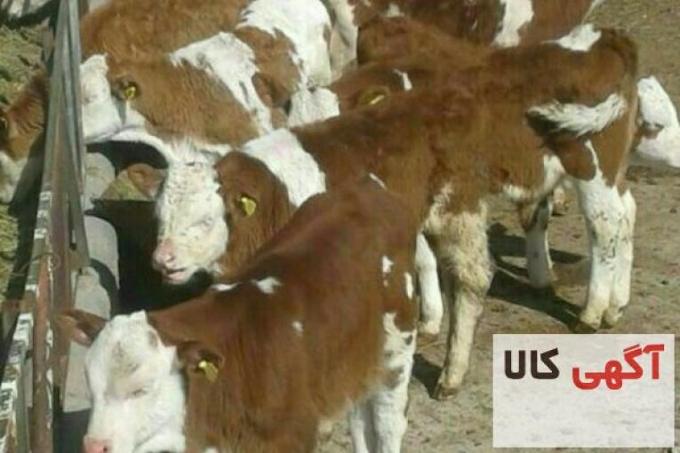 فروش‌ انواع‌ گوساله‌ اصیل
