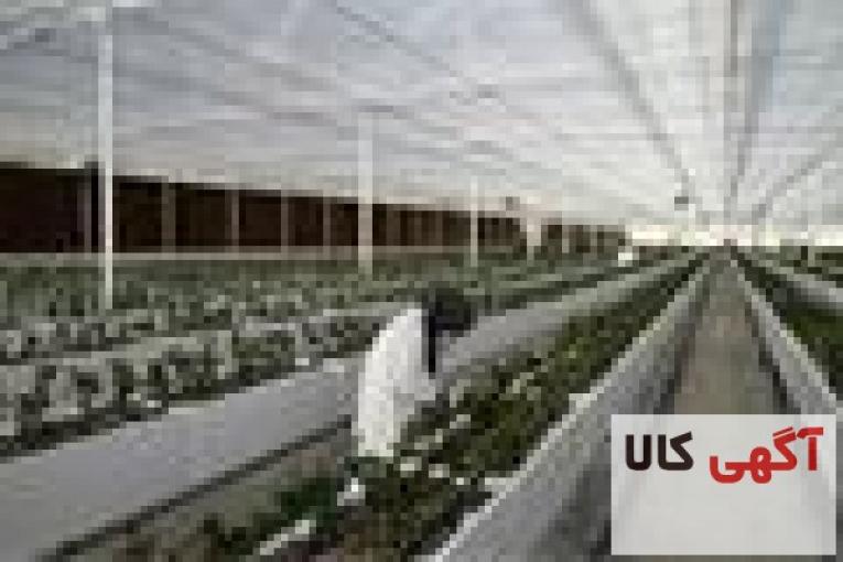 آموزش کشت گلخانه داری و کشت هیدروپونیک ایساتیس