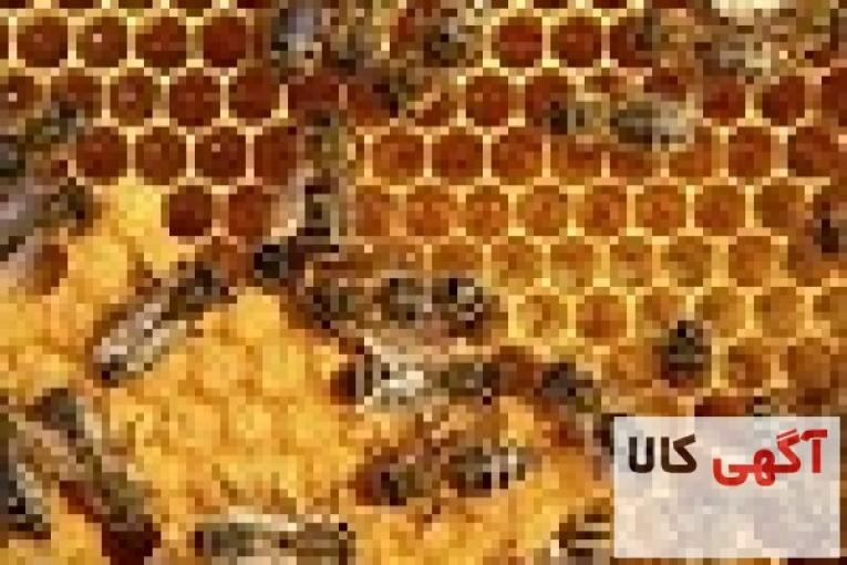 عسل طبیعی زاگرس