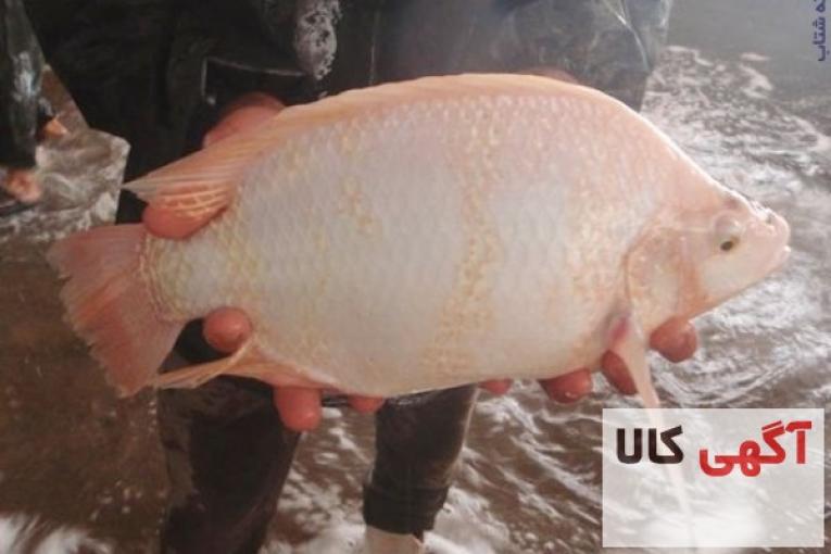 فروش انواع بچه ماهیان تیلاپیا،لارو،یک بند،دو بند و سه بند