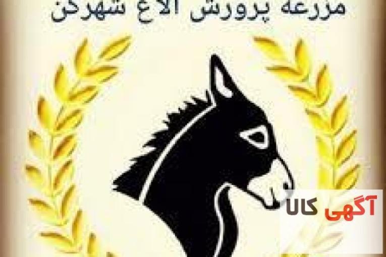 شیرالاغ(خر)