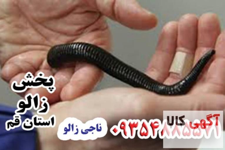 پخش زالو ناجی