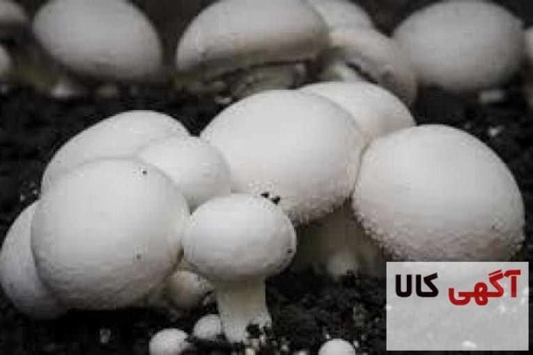 دوره آموزش پرورش قارچ دکمه ای