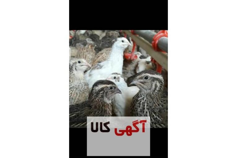  فروش تخم بلدرچین ارگانیک
