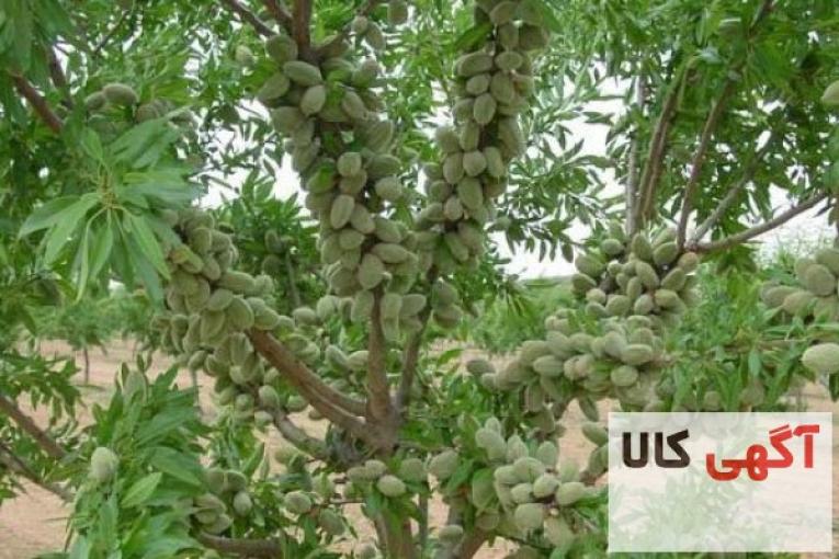 نهال بادام تونو
