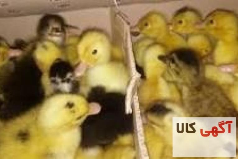 فروش اردک یکروزه و15روزه ورامین(فروش جوجه رنگی یکروزه بومی)