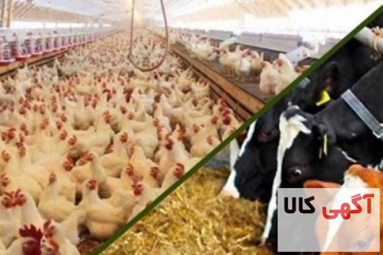 فروش خوراک دام و طیور (تا 3000 ارزانتر)،انواع خوراک پلت،انواع کنسانتره دامی و…